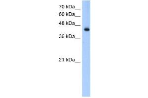 ACADL antibody used at 0. (ACADL antibody  (N-Term))
