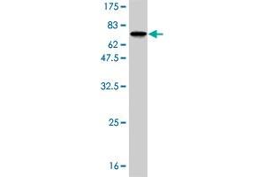 Western Blot detection against Immunogen (70. (RBMS1 antibody  (AA 1-403))