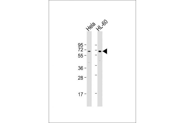 PIGB antibody  (N-Term)