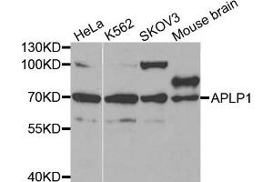 Western blot analysis of extracts of various cell lines, using APLP1 antibody. (APLP1 antibody)
