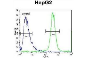 Flow cytometric analysis of HepG2 cells using FBXO2 Antibody (C-term) Cat.