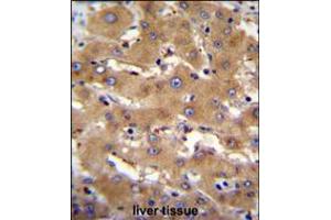 PHF12 Antibody immunohistochemistry analysis in formalin fixed and paraffin embedded human liver tissue followed by peroxidase conjugation of the secondary antibody and DAB staining. (PHF12 antibody  (C-Term))