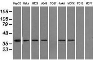 Western blot analysis of extracts (35 µg) from 9 different cell lines by using anti-IDH3A monoclonal antibody. (IDH3A antibody)