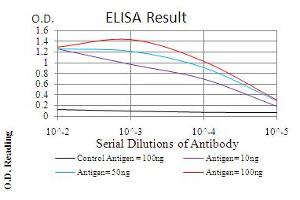 Fig. (Emerin antibody  (AA 1-222))