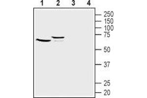 Western blot analysis of mouse (lanes 1 and 3) and rat (lanes 2 and 4) kidney lysates: - 1,2. (FZD1 antibody  (Extracellular, N-Term))
