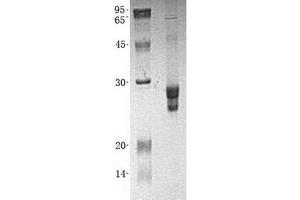 Validation with Western Blot