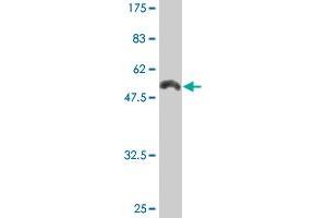 Western Blot detection against Immunogen (51. (HLA-DRB4 antibody  (AA 30-266))