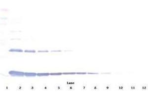 Image no. 5 for anti-Interleukin 1 alpha (IL1A) antibody (ABIN465408) (IL1A antibody)