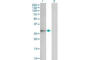 FGF12 antibody  (AA 1-181)