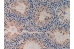 Detection of DDT in Mouse Testis Tissue using Polyclonal Antibody to D-Dopachrome Tautomerase (DDT) (DDT antibody  (AA 2-118))