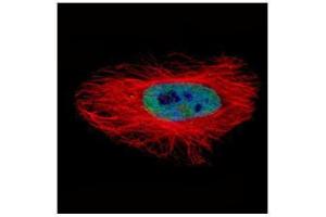 ICC/IF Image Confocal immunofluorescence analysis (Olympus FV10i) of paraformaldehyde-fixed HeLa, using ASNA1, antibody (Green) at 1:500 dilution. (ASNA1 antibody)