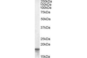 ABIN334341 (0. (AGR2 antibody  (Internal Region))