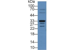 Detection of Arg2 in Rat Small intestine lysate using Polyclonal Antibody to Arginase II (Arg2) (ARG2 antibody  (AA 23-354))