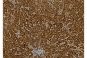 ABIN6273573 at 1/100 staining Rat liver tissue by IHC-P. (ARL11 antibody  (Internal Region))