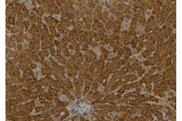 ARL11 antibody  (Internal Region)