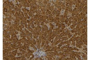 ABIN6273573 at 1/100 staining Rat liver tissue by IHC-P.