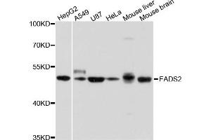 Western blot analysis of extract of various cells, using FADS2 antibody. (FADS2 antibody)
