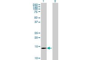 Western Blot analysis of MGC33839 expression in transfected 293T cell line by MGC33839 MaxPab polyclonal antibody. (CLDND2 antibody  (AA 1-167))