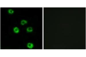 Immunofluorescence analysis of COS7 cells, using LPHN2 Antibody. (LPHN2 antibody  (AA 551-600))
