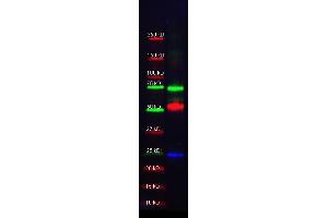 Western Blotting (WB) image for Donkey anti-Rabbit IgG antibody (DyLight 549) - Preadsorbed (ABIN6699106)
