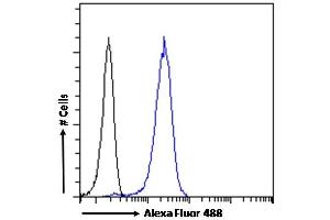 (ABIN185357) Flow cytometric analysis of paraformaldehyde fixed HeLa cells (blue line), permeabilized with 0.