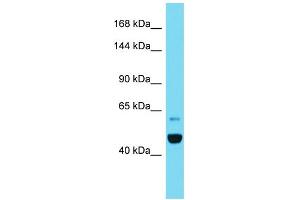 Host: Rabbit  Target Name: Ipo11  Sample Tissue: Rat Pancreas lysates  Antibody Dilution: 1. (Importin 11 antibody  (C-Term))