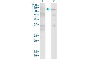 Western Blot analysis of EFHD1 expression in transfected 293T cell line by EFHD1 MaxPab polyclonal antibody. (EFHD1 antibody  (AA 1-239))