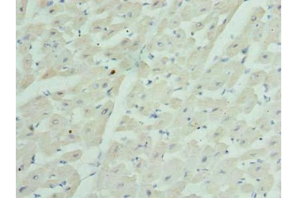 GJA4 antibody  (AA 231-333)