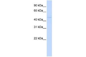 WB Suggested Anti-ZBTB43 Antibody Titration:  0. (ZBTB43 antibody  (N-Term))