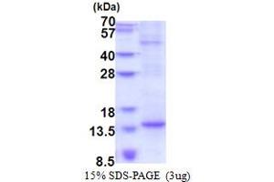 SDS-PAGE (SDS) image for Basic Transcription Factor 3-Like 4 (BTF3L4) (AA 1-78) protein (His tag) (ABIN5853548)