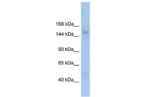 MOV10L1 antibody used at 1 ug/ml to detect target protein. (MOV10L1 antibody)
