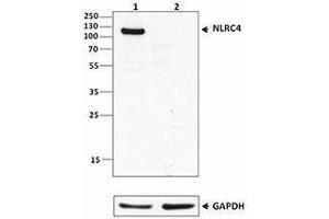 Western Blotting (WB) image for anti-NLR Family, CARD Domain Containing 4 (NLRC4) antibody (ABIN2665296) (NLRC4 antibody)