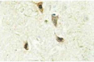 Immunohistochemistry analysis of DEC2 Antibody in paraffin-embedded human brain tissue. (BHLHE41 antibody)
