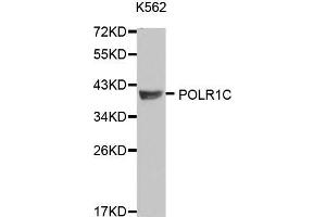 Western blot analysis of extracts of K562 and SW480 cells, using POLR1C antibody.