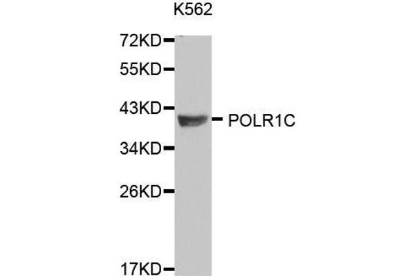 POLR1C anticorps  (AA 1-200)