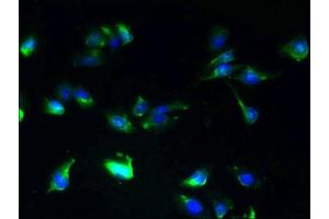 Immunofluorescent analysis of U251 cells using ABIN7146360 at dilution of 1:100 and Alexa Fluor 488-congugated AffiniPure Goat Anti-Rabbit IgG(H+L) (SLC25A25 antibody  (AA 1-189))