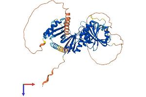 AlphaFold protein structure predicition of Human Recombinant THUMPD2 Protein, UniprotID Q9BTF0 (THUMPD2 Protein (AA 1-503) (His tag))