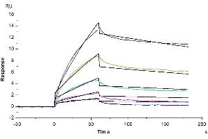 Cynomolgus Serum Albumin, His Tag immobilized on CM5 Chip can bind Cynomolgus/Rhesus macaque FcRn, His Tag with an affinity constant of 0. (Albumin Protein (ALB) (AA 25-608) (His tag))