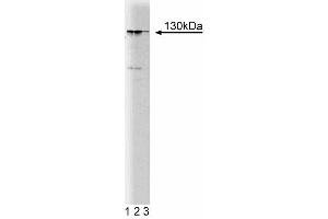 Western blot analysis of MYPT1 on a rat cerebrum lysate. (PPP1R12A antibody  (AA 723-840))
