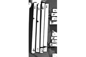 Western blot analysis of extracts from Mouse muscle tissue,Hela cells,JK cells and Hela+H2o2 cells, using Phospho-Cofilin (Ser3) Antibody (af3232) at 1/1000 dilution. (Cofilin antibody  (pSer3))