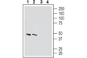 Western blot analysis of mouse brain lysates (lanes 1 and 3) and rat brain synaptosome lysates (lanes 2 and 4): 1-2. (Homer Homolog 1 (HOMER1) Peptide)