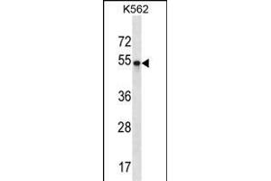 POU3F2 Antibody (Center) (ABIN1538047 and ABIN2848495) western blot analysis in K562 cell line lysates (35 μg/lane). (POU3F2 antibody  (AA 199-226))