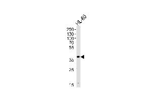 Western blot analysis of lysate from HL-60 cell line, using HPR Antibody at 1:1000 at each lane. (Haptoglobin antibody  (AA 212-240))