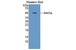 Western Blotting (WB) image for anti-Mucin 3A, Cell Surface Associated (MUC3A) (AA 2236-2356) antibody (ABIN1859907) (MUC3A antibody  (AA 2236-2356))