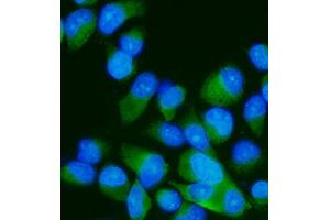 IF analysis of MEK7/MAP2K7 using anti-MEK7/MAP2K7 antibody (ABIN3043875). (MAP2K7 antibody  (N-Term))