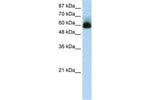 Western Blotting (WB) image for anti-Zinc Finger Protein 307 (ZKSCAN4) antibody (ABIN2461252) (ZKSCAN4 antibody)