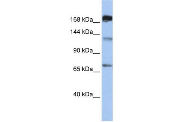 MTR antibody  (C-Term)