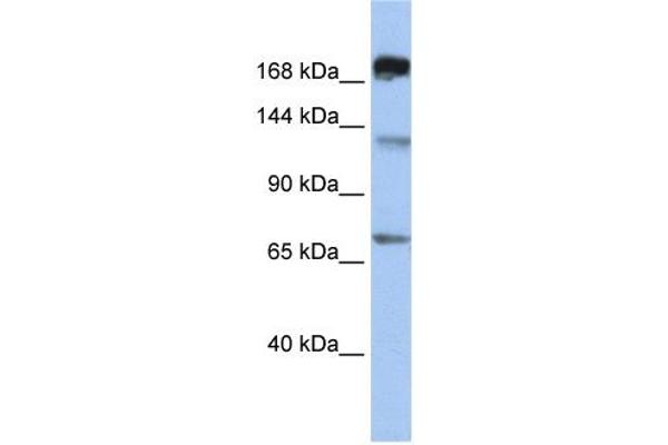 MTR anticorps  (C-Term)