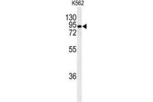 Western blot analysis of EFHC2 (arrow) in K562 cell line lysates (35ug/lane) using EFHC2  Antibody (N-term). (EFHC2 antibody  (N-Term))