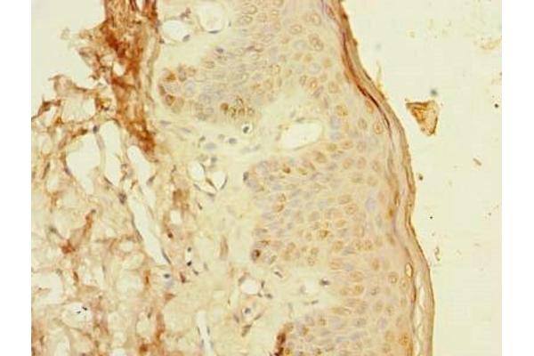 PCIF1 antibody  (AA 201-500)